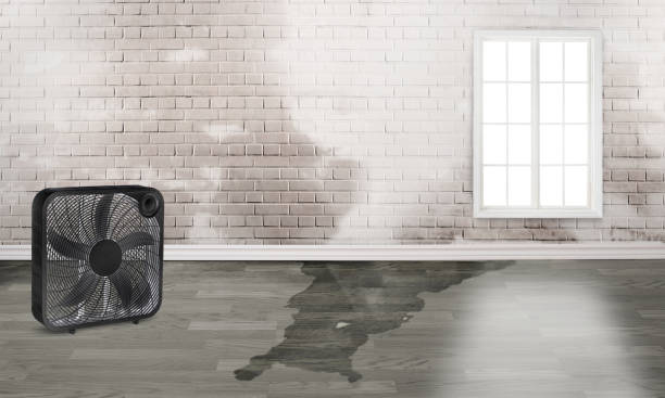 Best Local water damage restoration  in Lake Sherwood, CA
